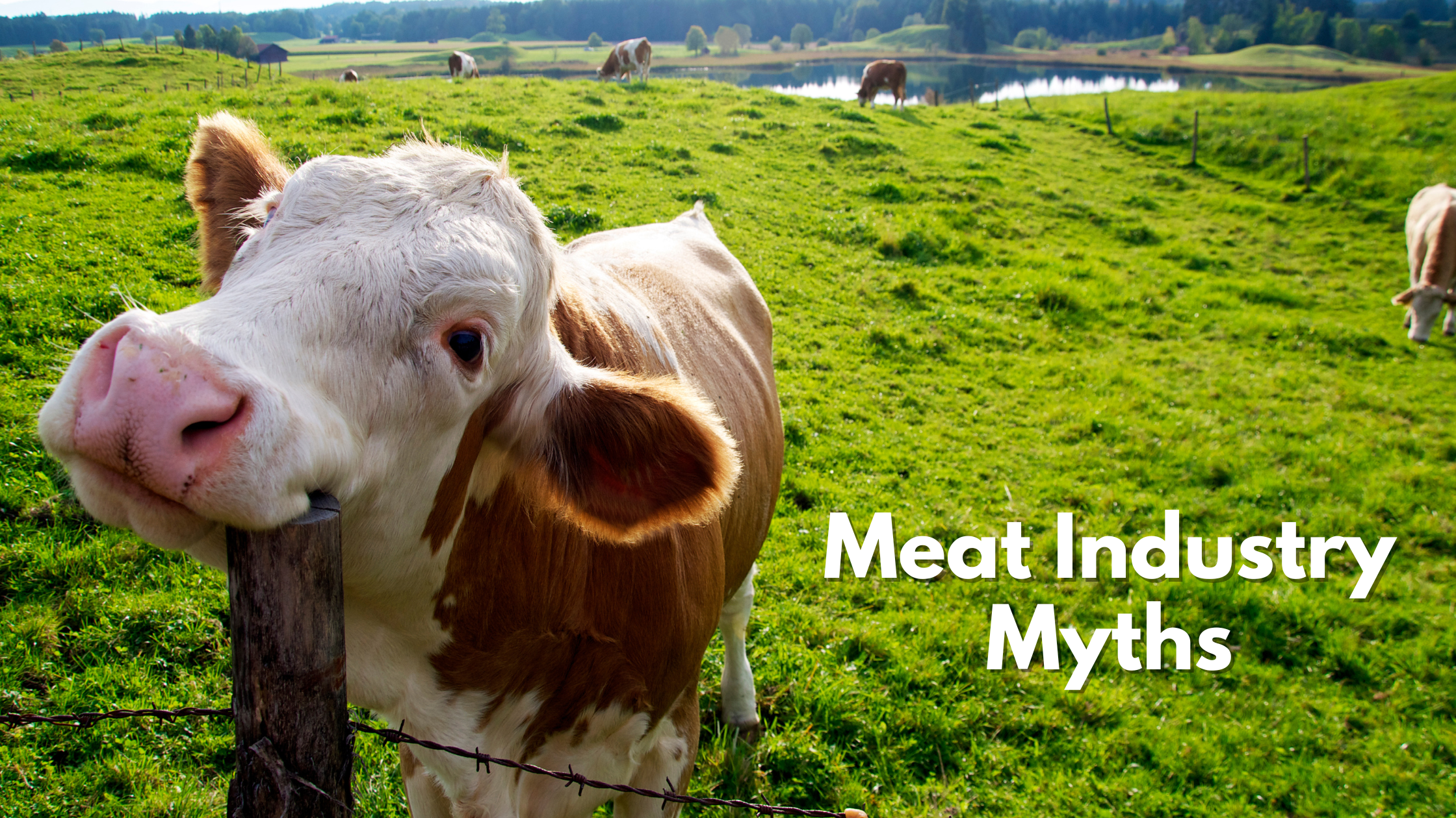 Meat Industry Myths